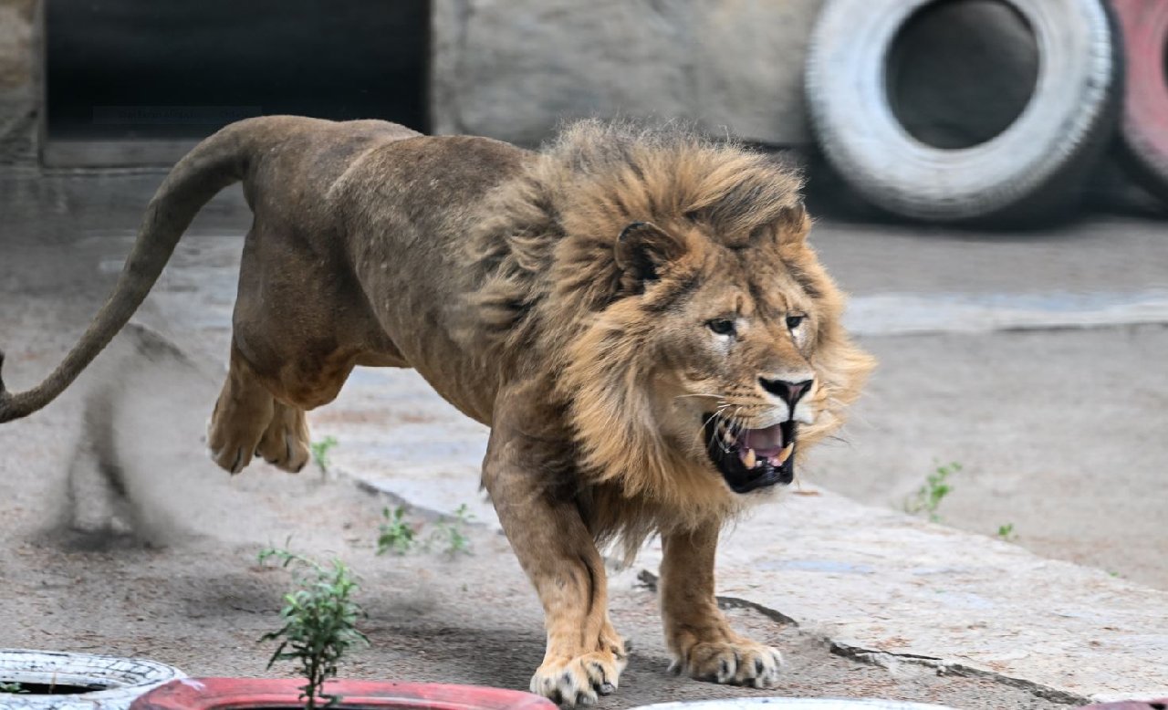 Erkek ve Dişi Aslana Platin Takıldı, Artık Çiftleşebilecekler