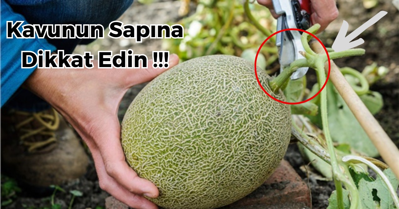 Tek Başına Koklamak İşe Yaramıyor... En İyi Kavun Bu Yöntemle Seçiliyor!