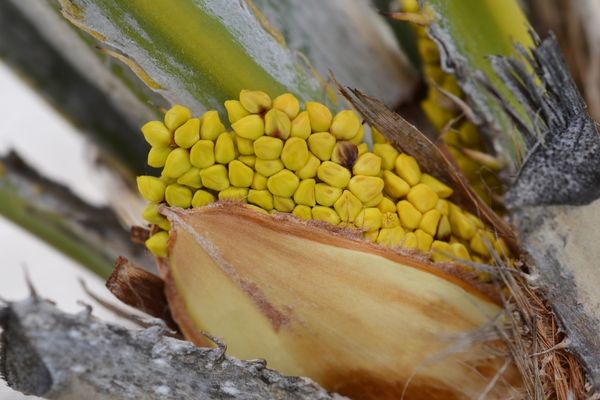Prostatın Gizli İlacı: Bu Çay Sizi Aşırı İdrara Çıkma Derdinden Kurtaracak! İdrar Akışını Düzeltecek