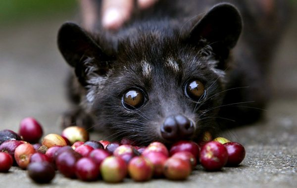 Dünyanın En Pahalı Kahvesi: Caffe Luwak! Çok İlginç Elde Edilme Yöntemlerinden Geçiriliyor