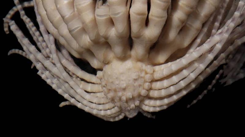 20 kollu bir deniz canlısı keşfedildi! Çileğe benziyor, rengi de mor ile koyu kırmızı arasında...