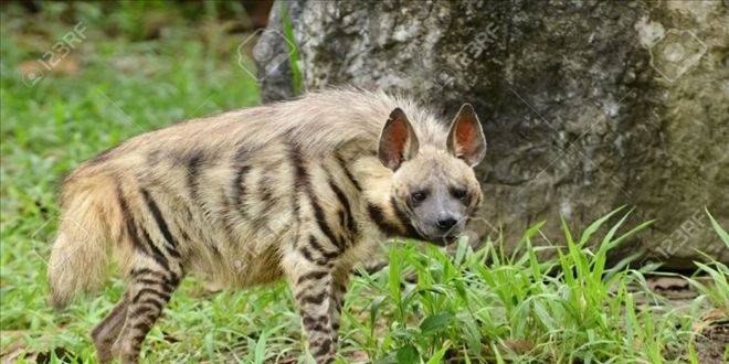 Nesli Tükenmek Üzereydi... Kahramanmaraş'ta Görüntülendi!