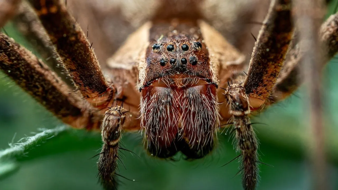 Yok Böyle Bir Acı: Bu Örümceğin Isırığı Kalıcı Ereksiyona Neden Oluyor