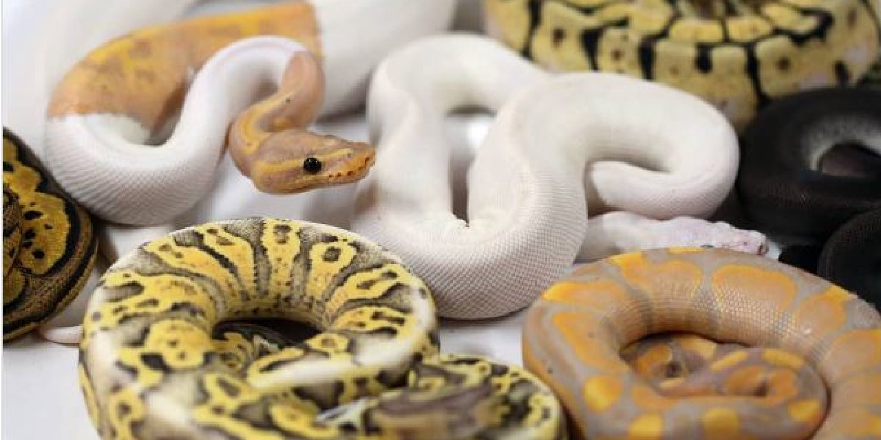 BELGRADLI BİR AİLENİN ÇOK SIRADIŞI EVCİL HAYVANLARI VAR: 300 YILAN ile hayatları bir hayli ilginç görünüyor!