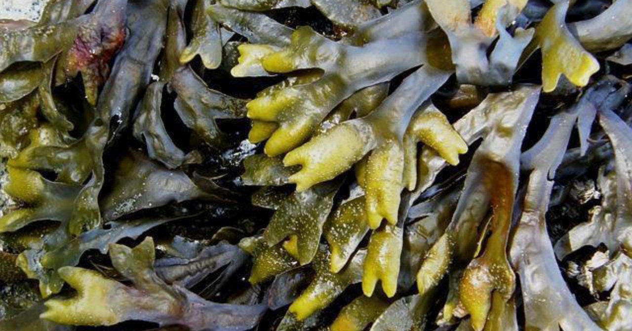 Test edildi onaylandı! Tüketenlerde damar tıkanıklığı ve tansiyon görülmüyor