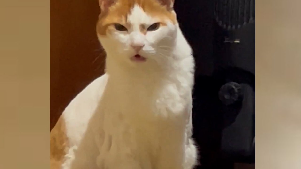 Evdekilerin hapşırık sesine tahammül edemeyen kedi kahkahaya boğdu