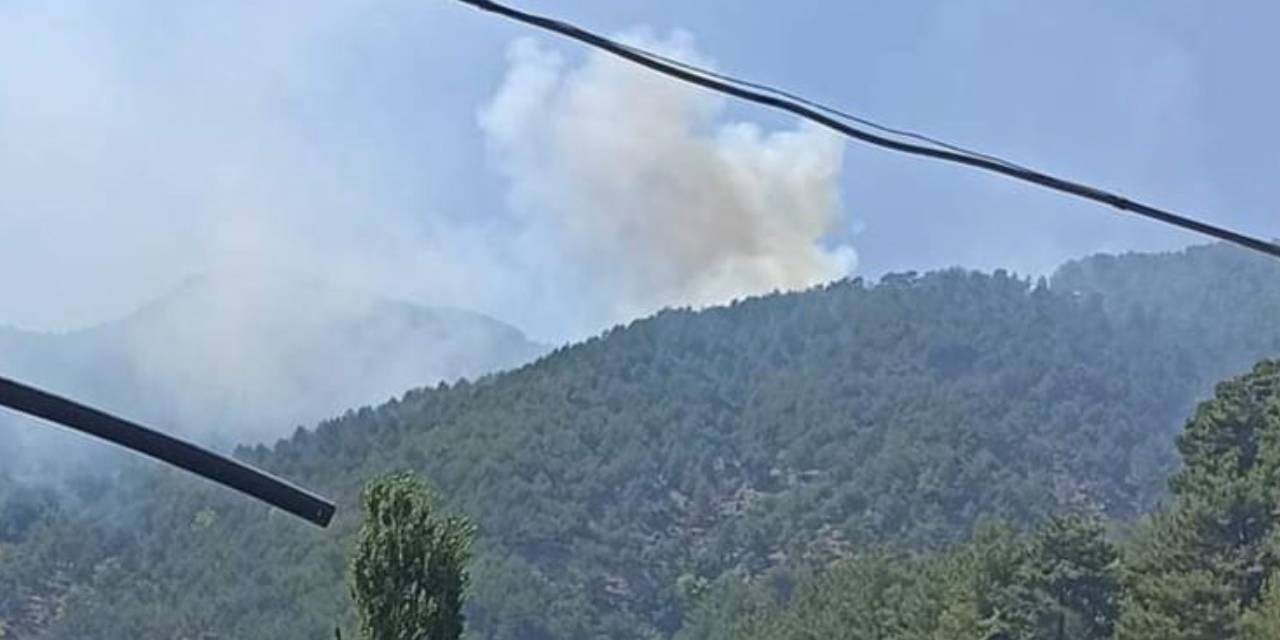 Gaziantep'te Orman Yangını
