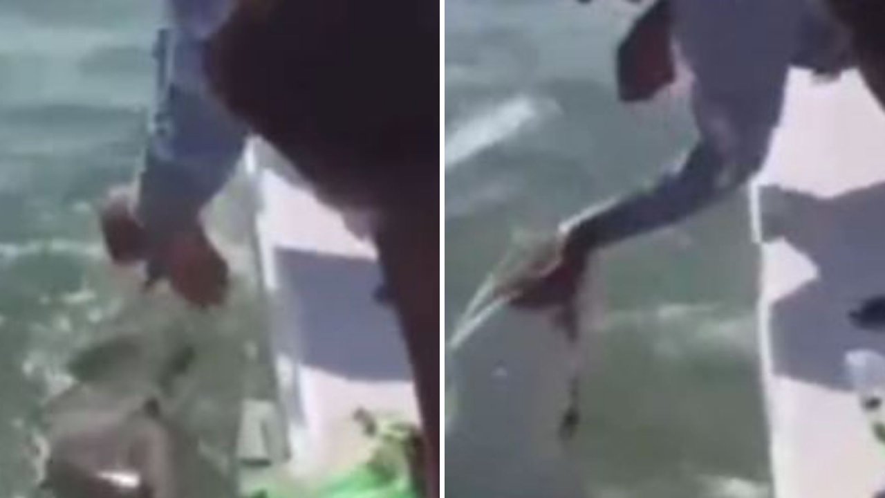 Korkunç anlar! Köpek balığıyla oynarken serçe parmağından oldu...