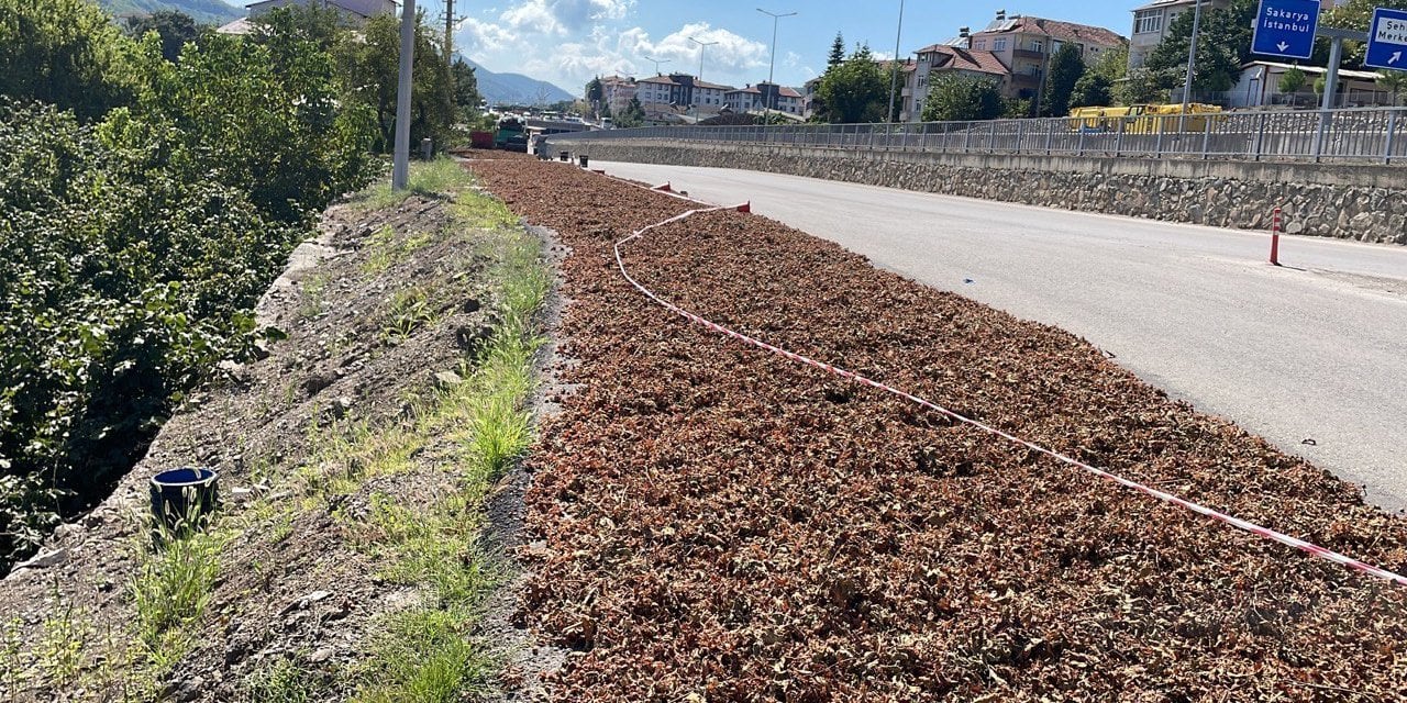 Fındıkları Yol Kenarında Kurutuyorlar