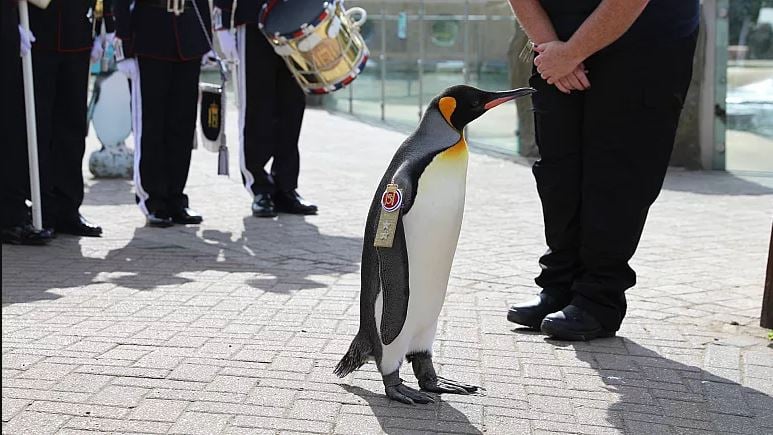 Penguen Sir Nils Olav, Tümgeneralliğe Terfi Etti