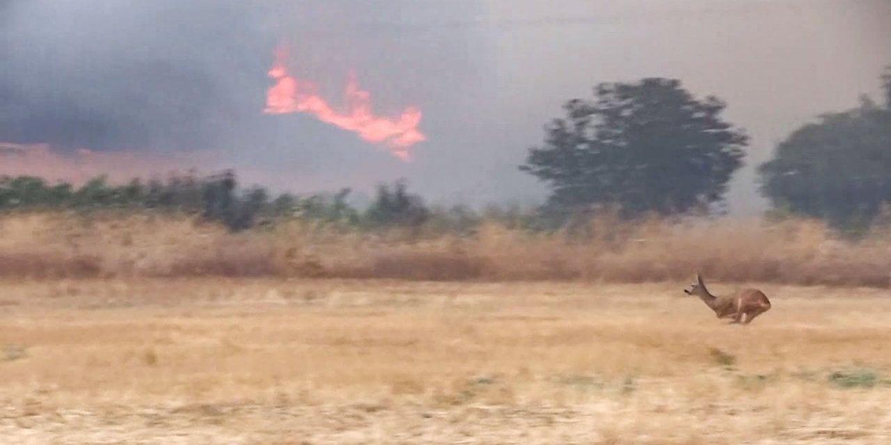 Geyiğin Orman Yangınından Kaçışı Böyle Görüntülendi