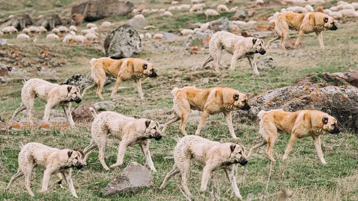 Köpeklerin arasındaki kurdu gördünüz mü? Sadece keskin gözlere sahip olanlar 3 saniyede bulabiliyor...