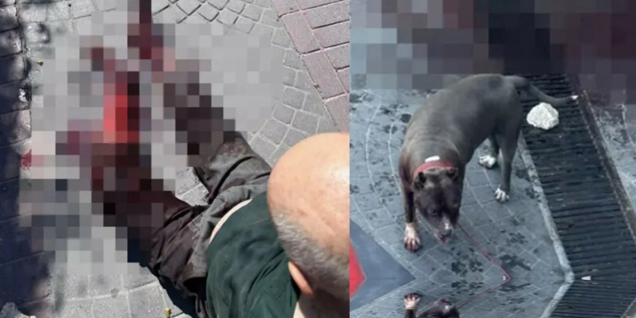 İstanbul'un Göbeğinde Pitbull Saldırısı!