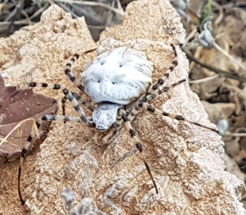 Dünyanın En Zehirli Örümceklerinden Argiope Lobata Malatya'da Görüldü