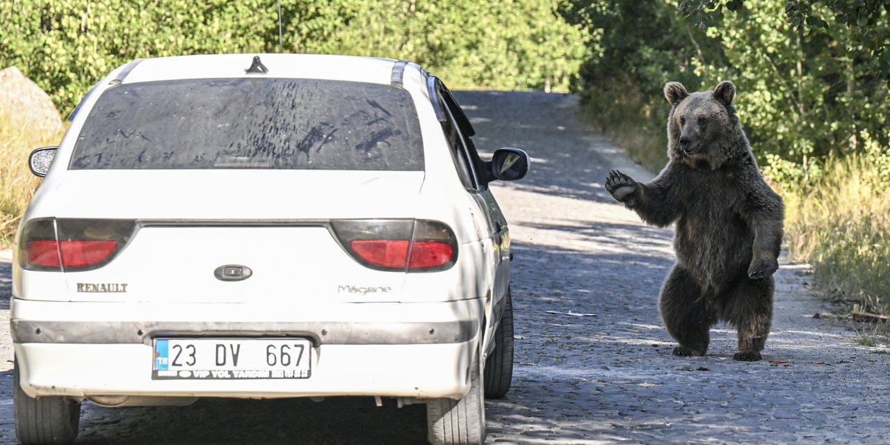 Boz Ayı Pikniğe Gidenleri Böyle Durdurdu