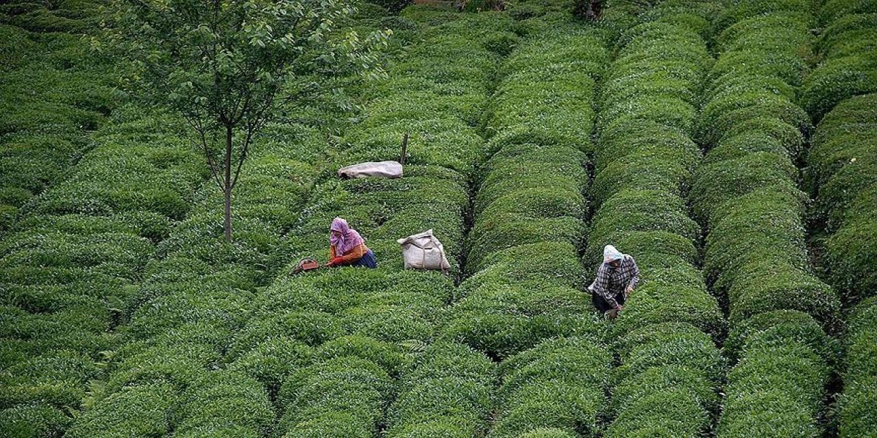 Karadeniz'de Buharlaşma Artıyor: Çay, Fındık, Mısır Tehlikede