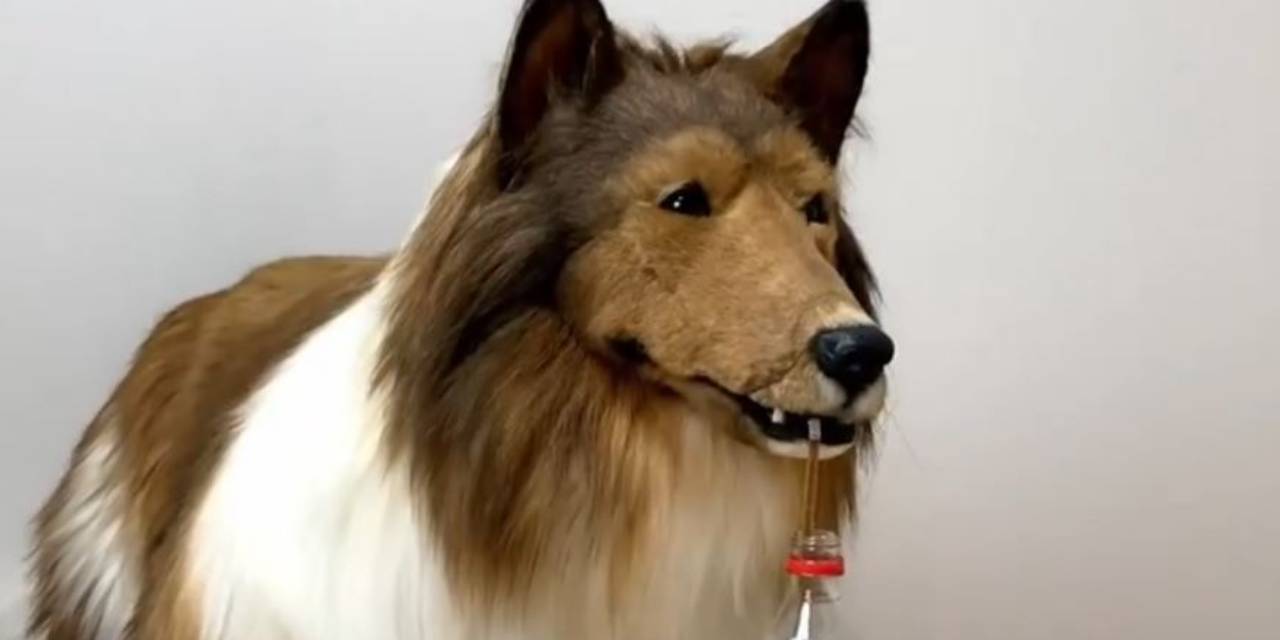 Milyonlar Harcayıp Köpek Olmuştu! O Japon Kararının Nedenini Açıkladı