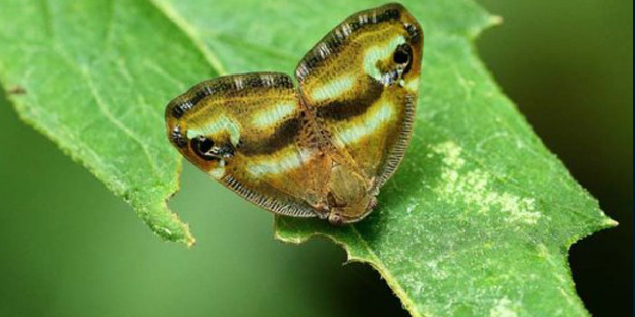 Karadenizde Vampir Kelebek Kabusu! Fasulyeden Çaya Kadar Her Şeye Musallat Oldu...