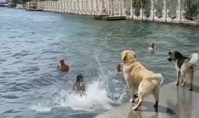 Bebek Sahili'nde denizin keyfini çıkaran köpekler sosyal medyada viral oldu