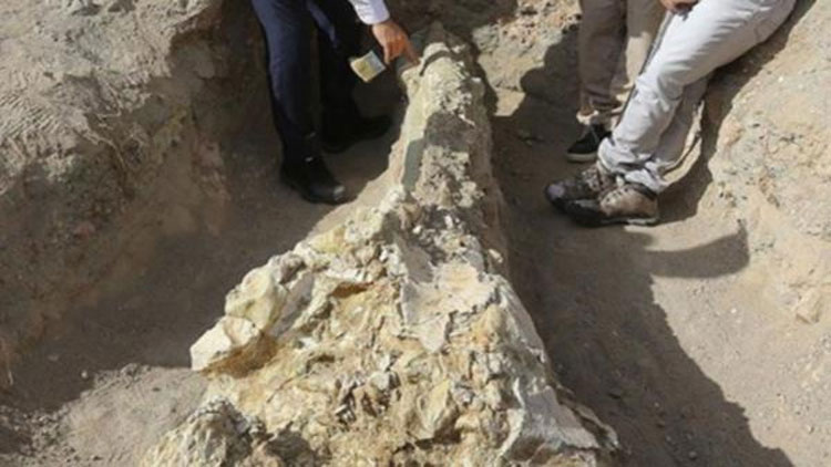 Kayseri'de 7,4 milyon yıllık fil kafatası bulundu