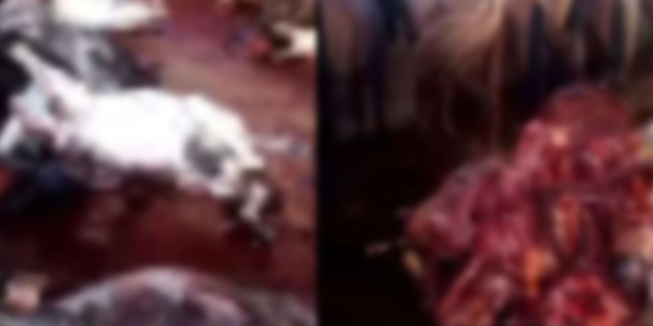 Adana'daki 'Eşek Eti' Kesimine İlişkin Yeni Gelişme