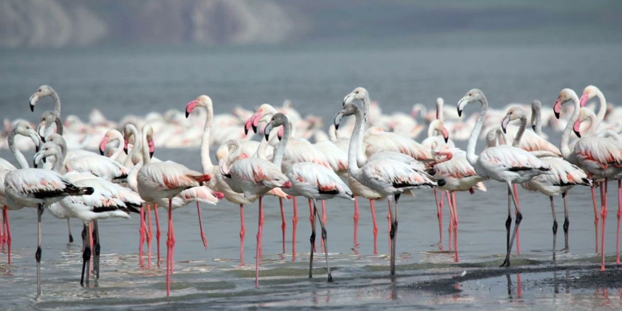 Van Gölü'nde Flamingolar Kuraklık Nedeniyle Yer Değiştirdi