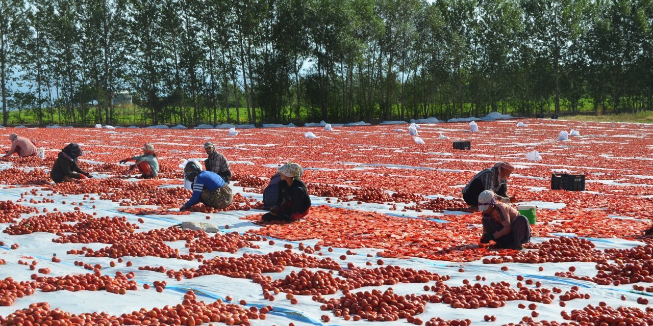 Bitlis'ten İtalya'ya Pizza Sosu