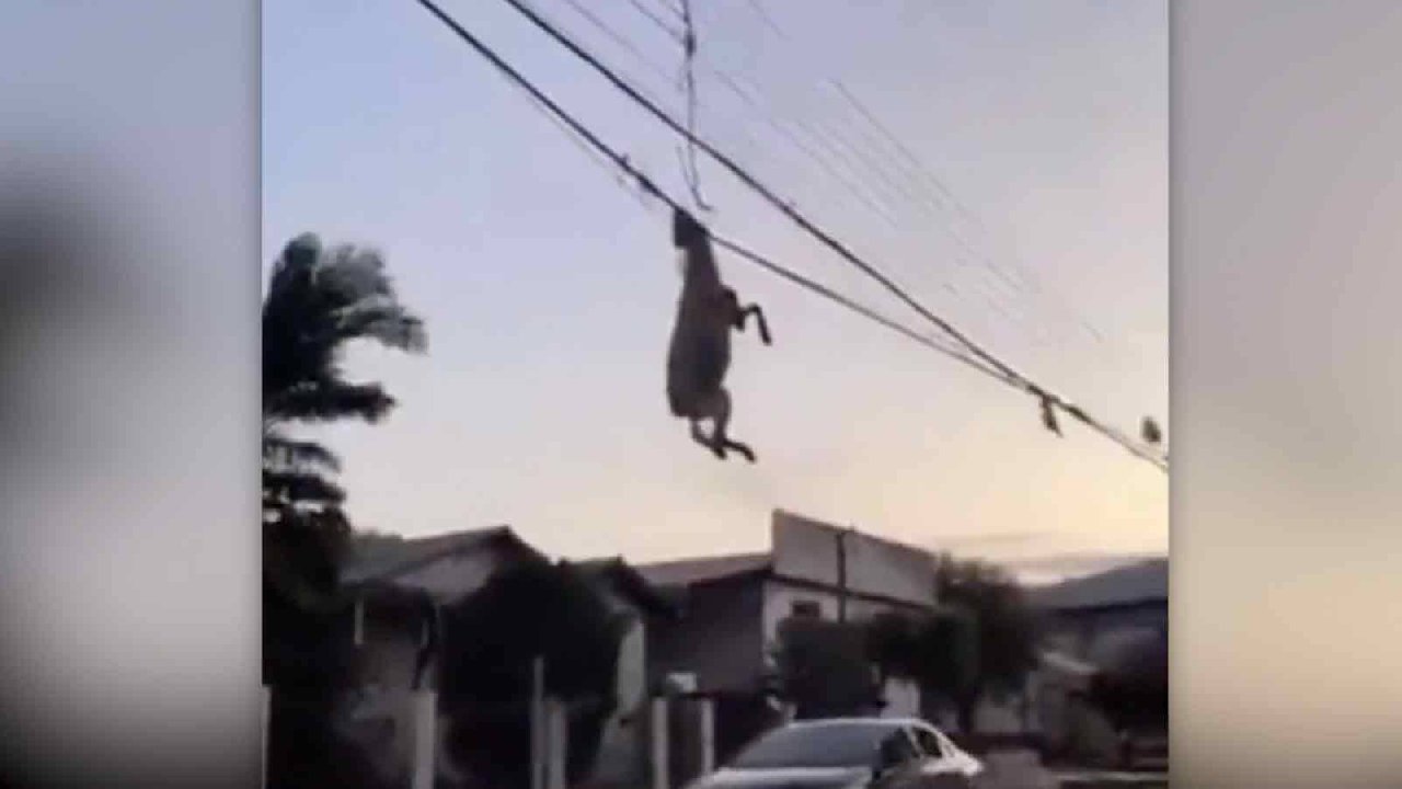 Brezilya’da yaşanan selin ardından bir koç, elektrik tellerinde ölü bulundu