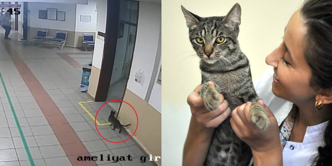 Hasta Kedi Soluğu Hayvan Hastanesinde Aldı! Kendisini Böyle Kurtardı...