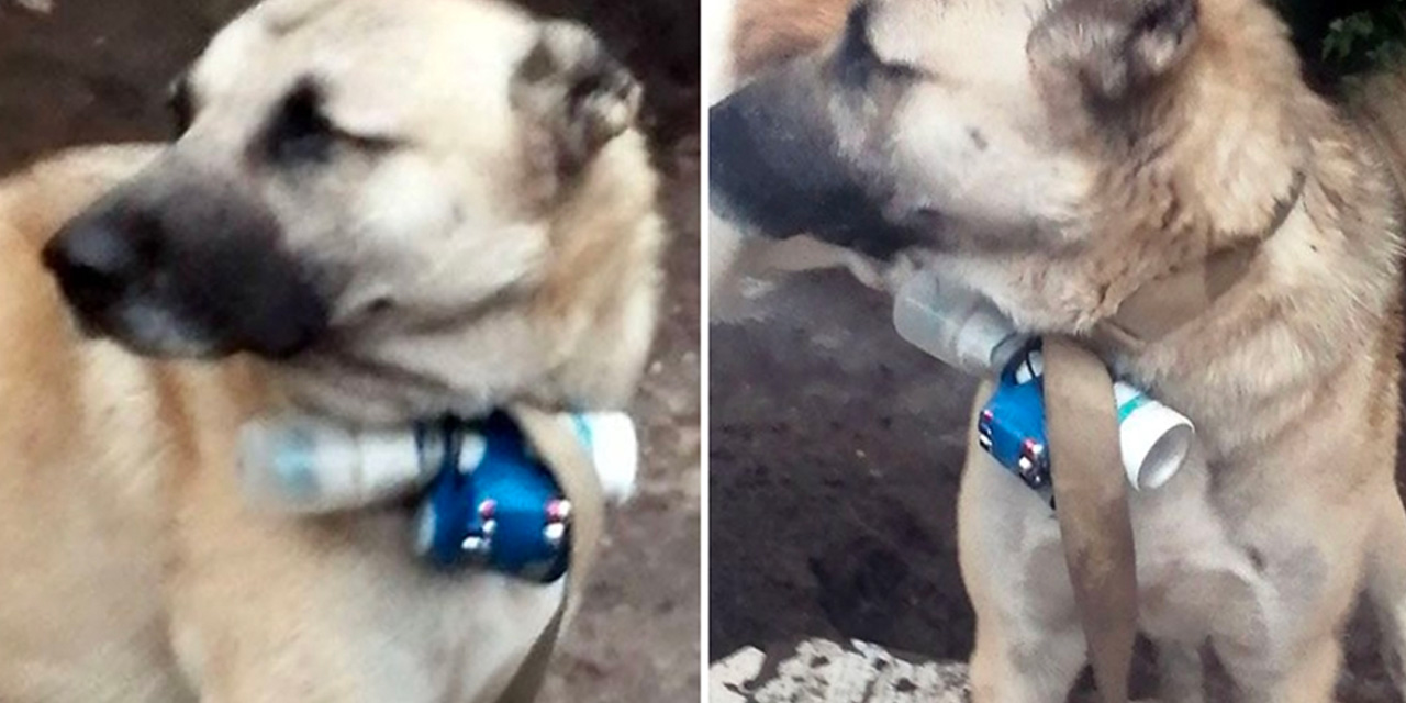 Bu Nasıl Canilik! Köpeğe Bomba Bağlayıp Askerlerin Arasına Gönderdiler