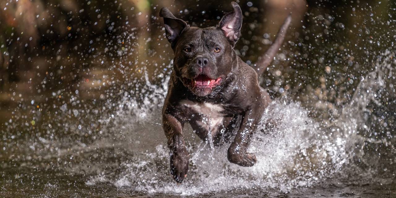 Bakanlık Harekete Geçti! Tehlikeli Köpek Irkları Ülkede Yasaklanacak