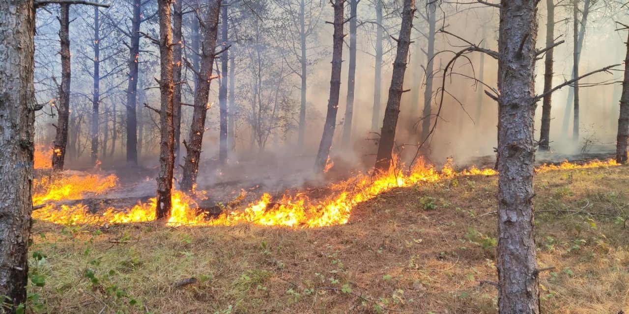 Tekirdağ'daki Orman Yangını Kontrol Altında