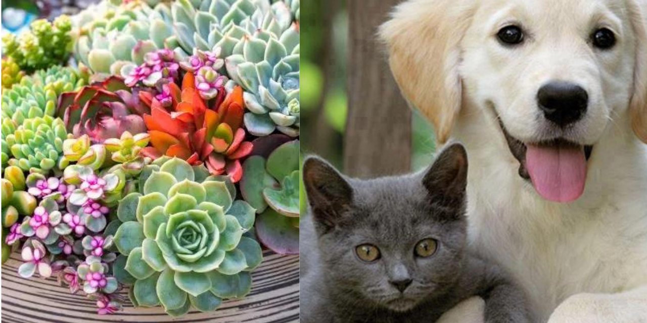 Evde Kedi ve Köpek Besleyenler İçin 10 Güvenilir Bitki