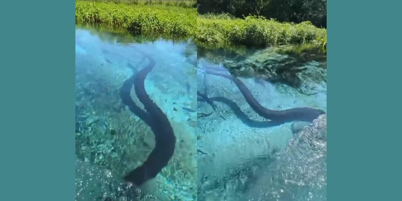 Turistlerin Tekne Gezisine Dev Anakonda Böyle Eşlik Etti! Tam 6 Metre Uzunluğunda...