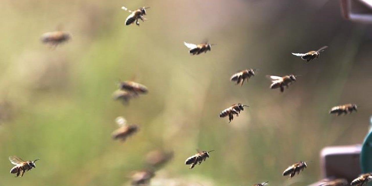 Kafkas Cinsi Arılarına 'Normal Değerin Altında' Dediler... Arılarının Yeniden İncelenmesini İstiyor
