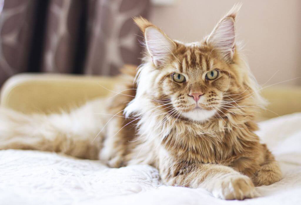 Kedilerin 5 Ayrı Kişilik Özelliği! Bu Özelliklere Göre Sizin Kediniz Hangi Kişilik Tipinden?
