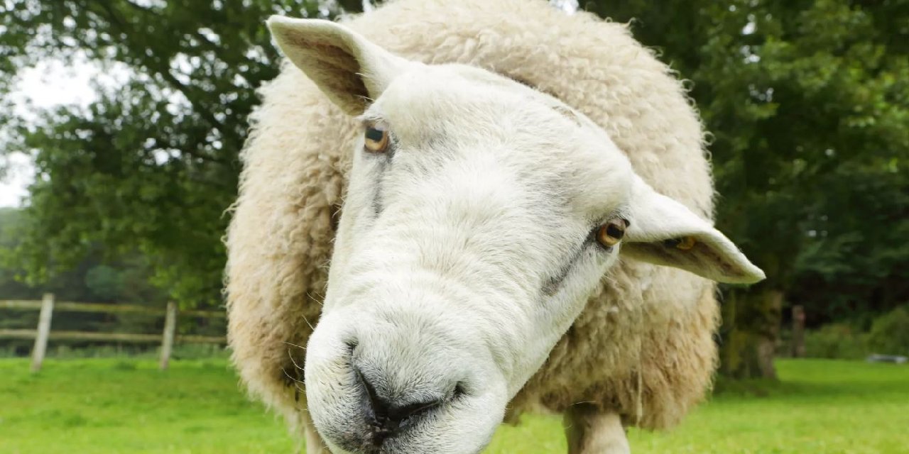 Kenevir Serasına Dalan Koyunlar 300 Kilo Birden Yiyince Kafayı Buldu, Keçilerden de Yükseğe Zıplamaya Başladılar
