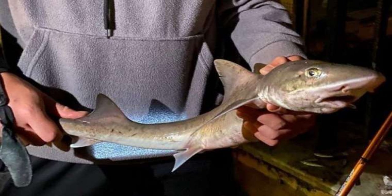 Üsküdar'da Oltaya Yavru Köpek Balığı Takıldı!