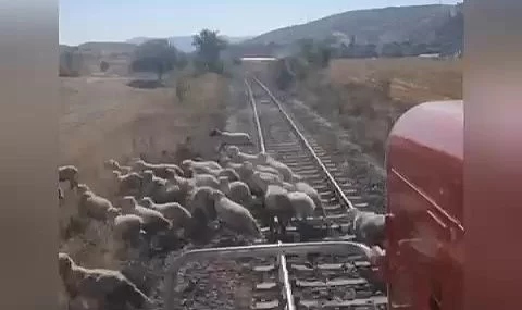 Anbean kamerada! Tren ile burun buruna gelen koyun sürüsü canlarını son anda kurtardı