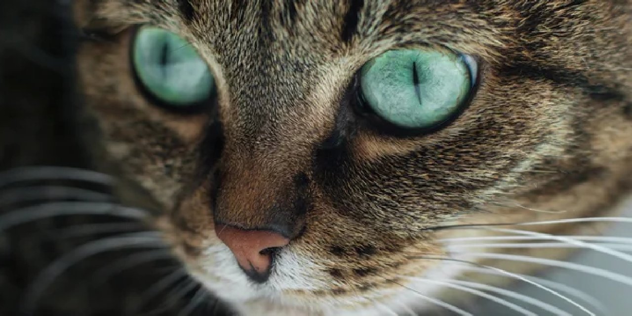 Kediler, İnsanların Göremediği Şeyleri Görebilir mi? İşte Kedinizin Gizemli Gözlerinin İçinde Neler Olup Bittiği...