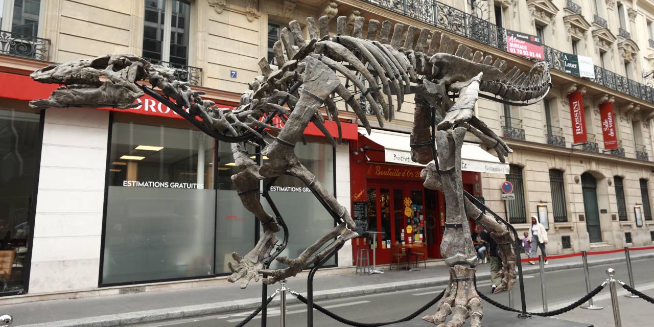 2 metre uzunluğunda... 150 milyon yıllık dinozor iskeleti satışa çıkıyor