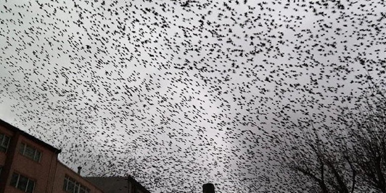 Tarlaya Zarar Veriyor Dediler: 5 Milyon Kuşu Öldürdüler!