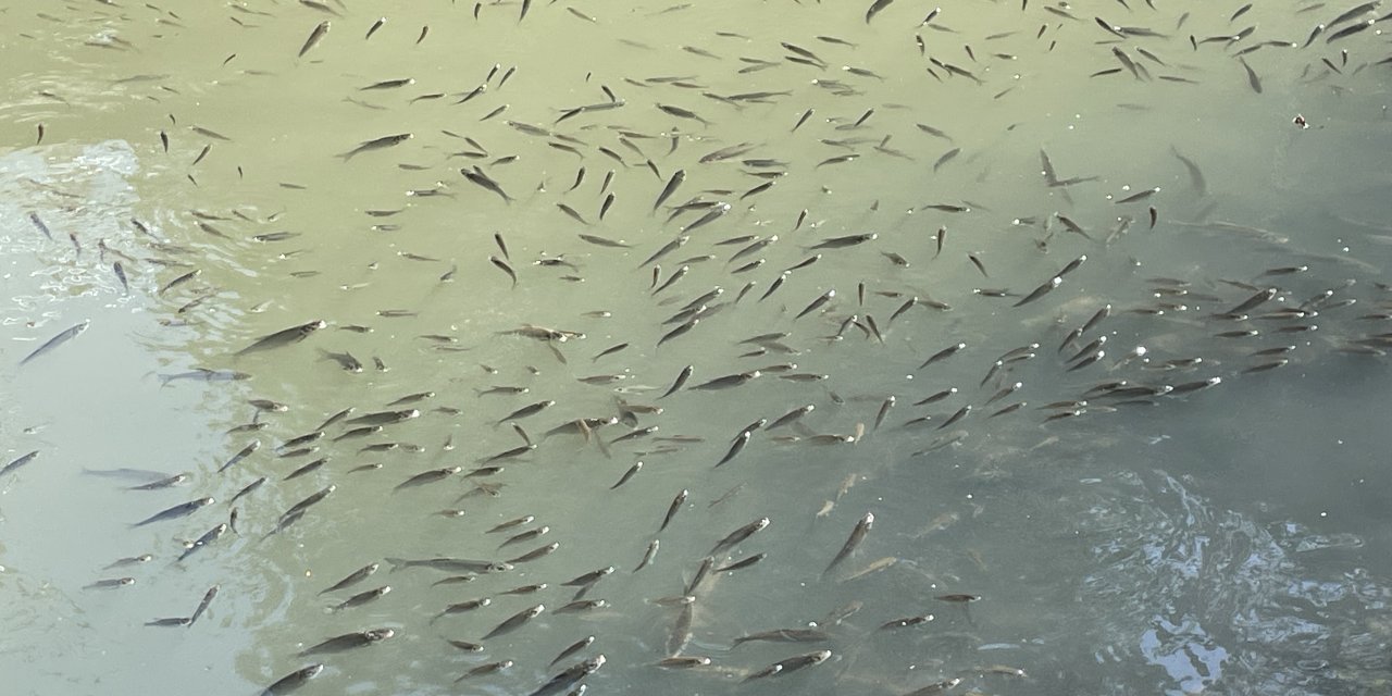 Bartın Irmağı'nda Korkutan Balık Ölümleri