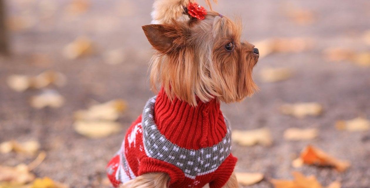 Soğuk Havada Dışarı Çıkarken Köpeklere Neden Kışlık Kazak Giydirmelisiniz?