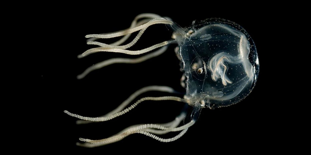 Jellyfish Learning Abilities: How Caribbean Box Jellyfish Can Remember and Avoid Obstacles