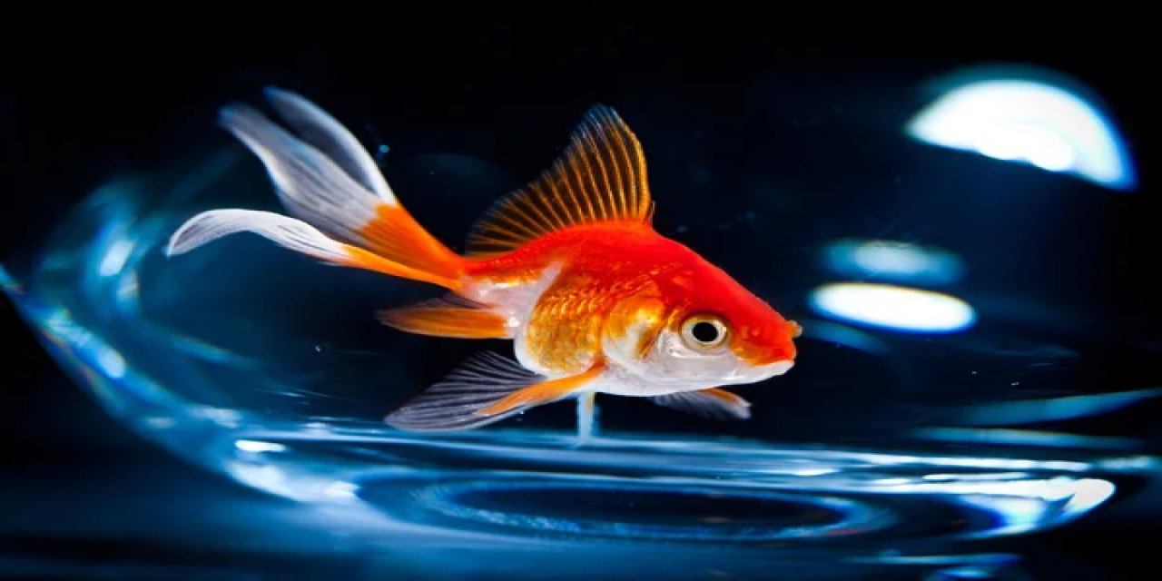 Japon Balığının Gerçekten 3 Saniyelik  mi Hafızası Var ?