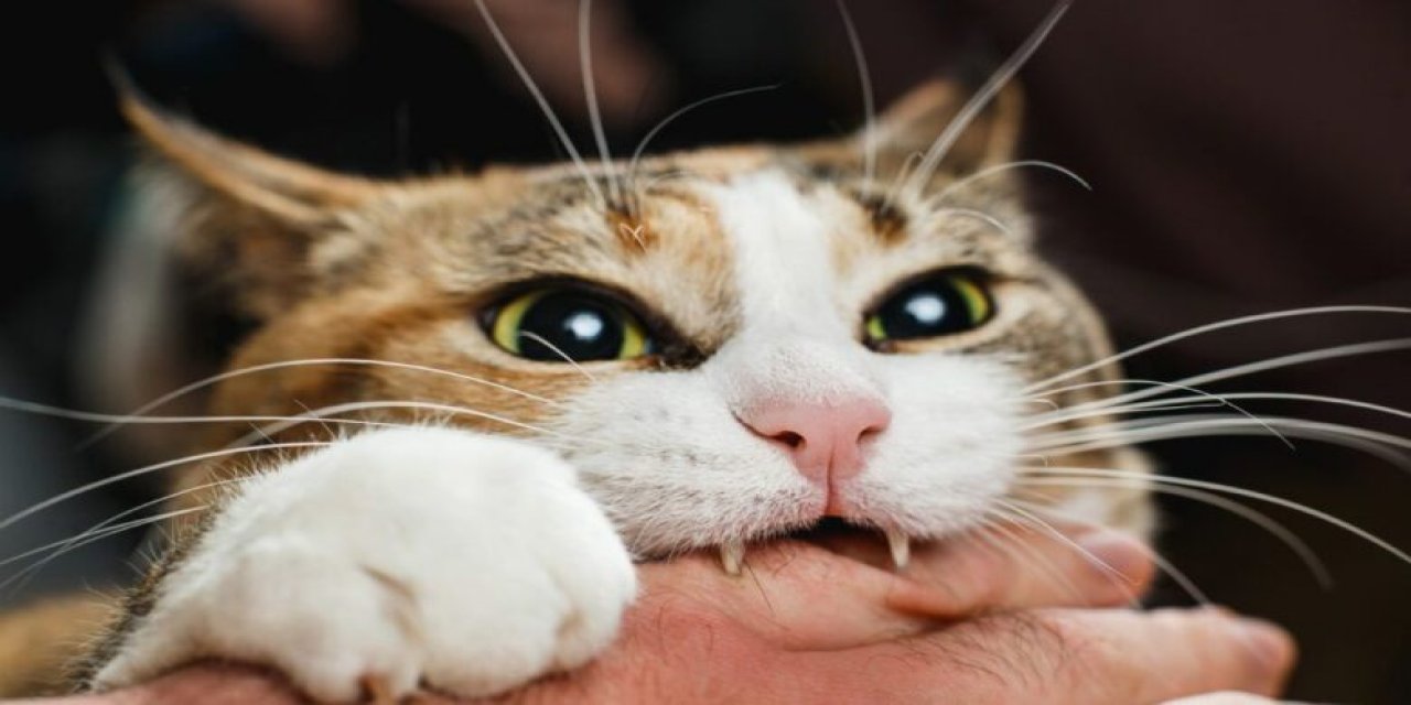 Isırmaya Çalışan Kediler Size Ne Mesaj Veriyor! Bu Hareket Bir Öfke mi? Gerçek Anlamı Şaşırttı