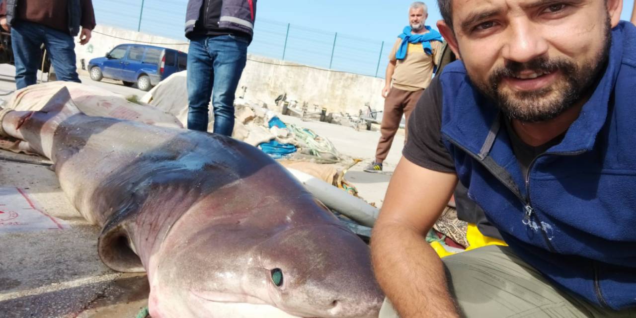 Marmara'da Şaşırtan Görüntü... 4 Metrelik Köpekbalığını Çekemeyince Yüzdürerek Kıyıya Getirdi