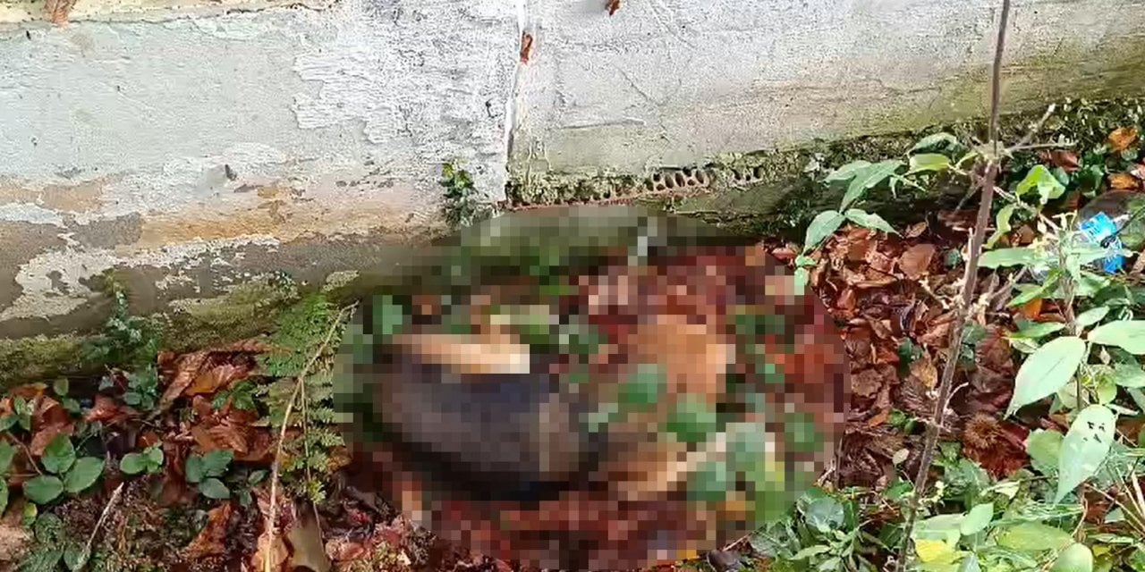 AKP'li Belediyede Skandal! Ölü Köpekleri Köye Bırakırken Yakalandı