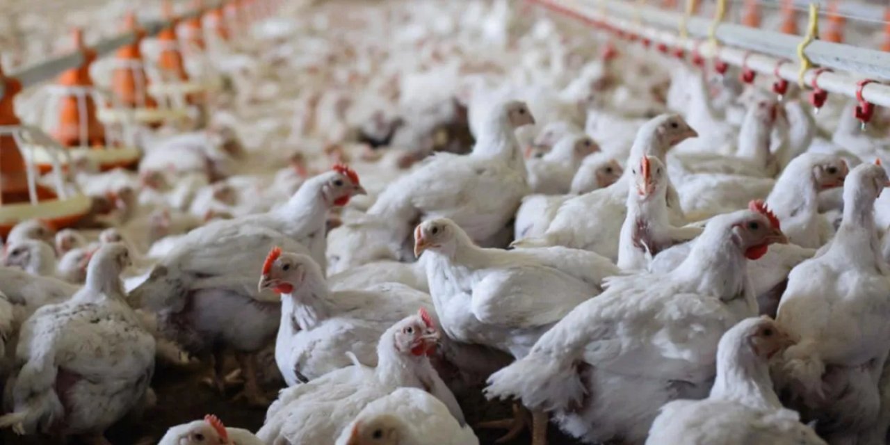 Mozambik Türkiye'den Tavuk Alacak